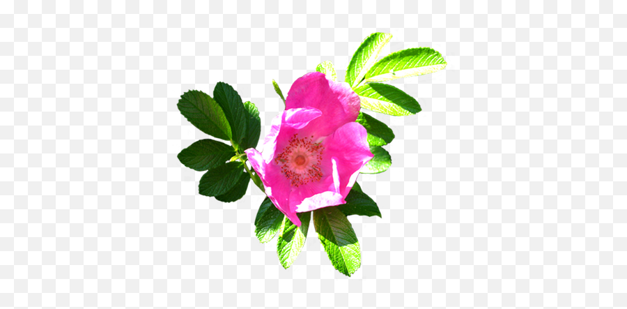 Flower Image Gallery - Useful Floral Clip Art Emoji,Wild Flower Clipart