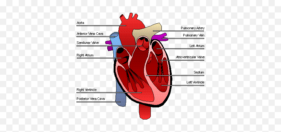 The Human Heart Emoji,Anatomical Heart Clipart