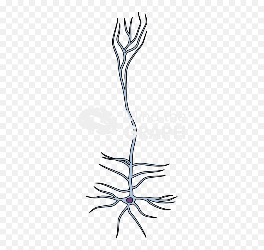 Thalamus Cortex Claustrum - Mind The Graph Emoji,Neuron Clipart