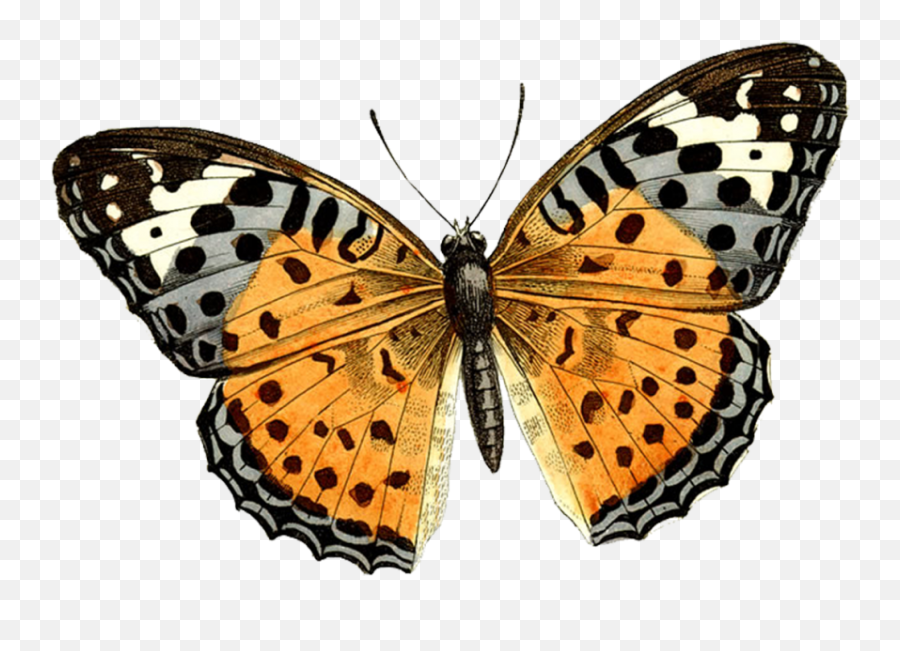 Butterfly Png Images Download Free - Yourpngcom Emoji,Butterfly Png Clipart