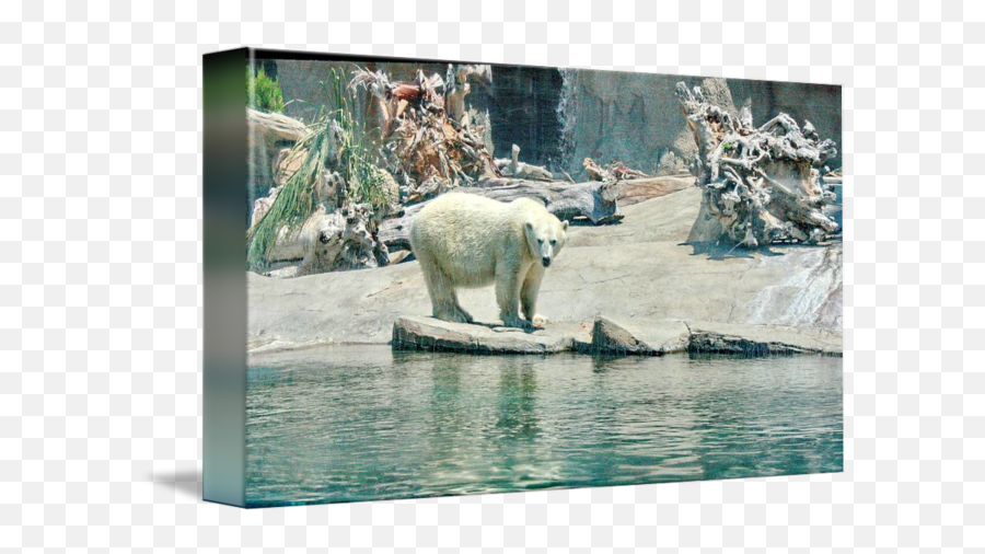 Polar Bear At San Diego Zoo By - Picture Frame Emoji,San Diego Zoo Logo