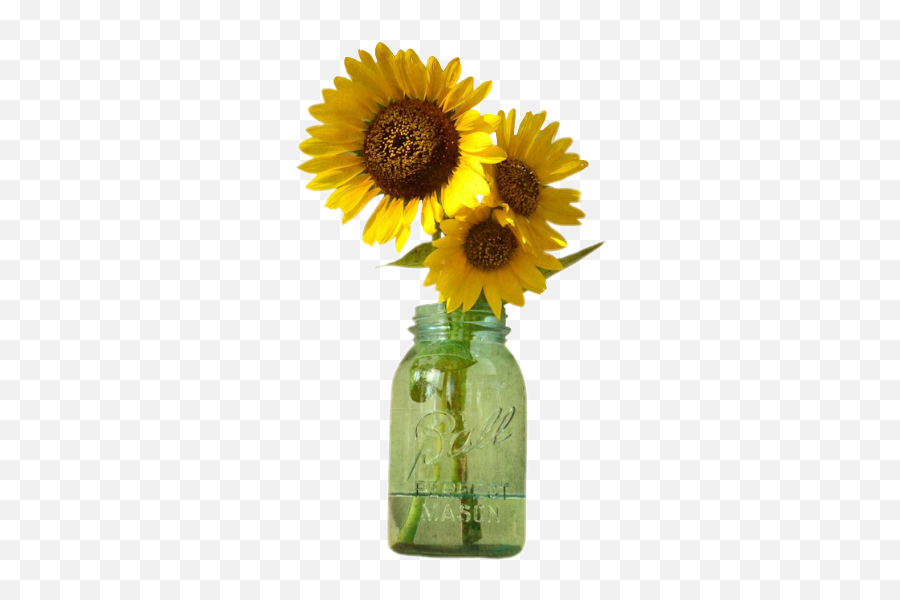 Download Hd Sunflowers Png Mason Jar - Jar Sunflowers Png Transparent Sunflower In Mason Jar Emoji,Sunflowers Png