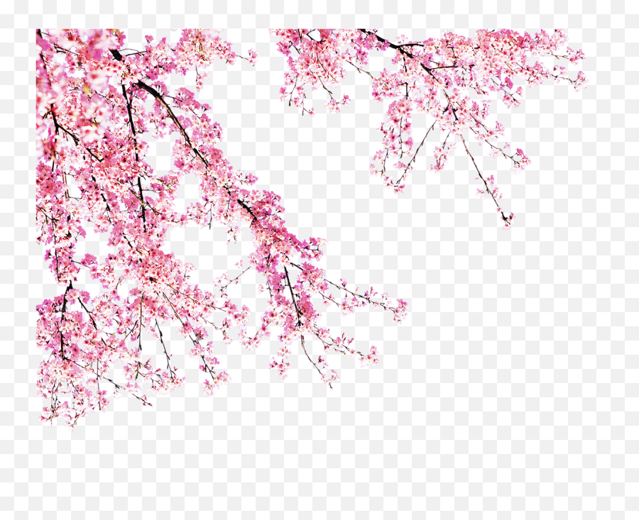 Blooming Peach Tree - Transparent Peach Blossom Png Emoji,Cherry Blossom Transparent Background