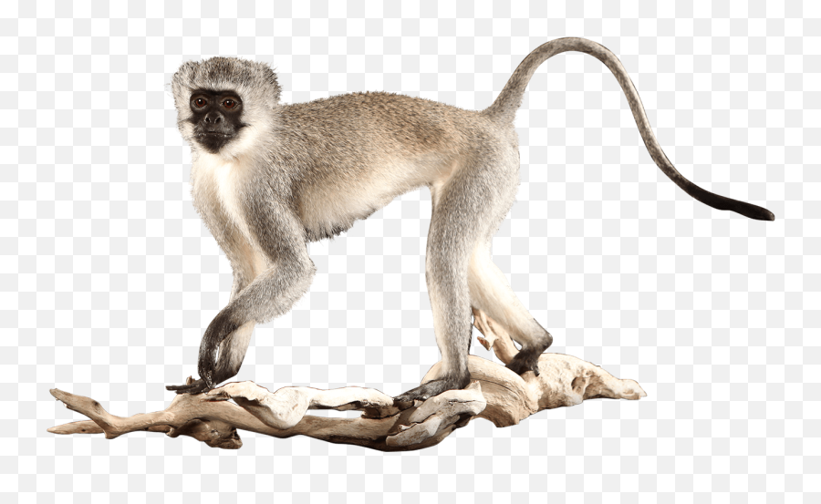 Our Work - Baby Vervet Monkeys No Background Emoji,Monkey Transparent