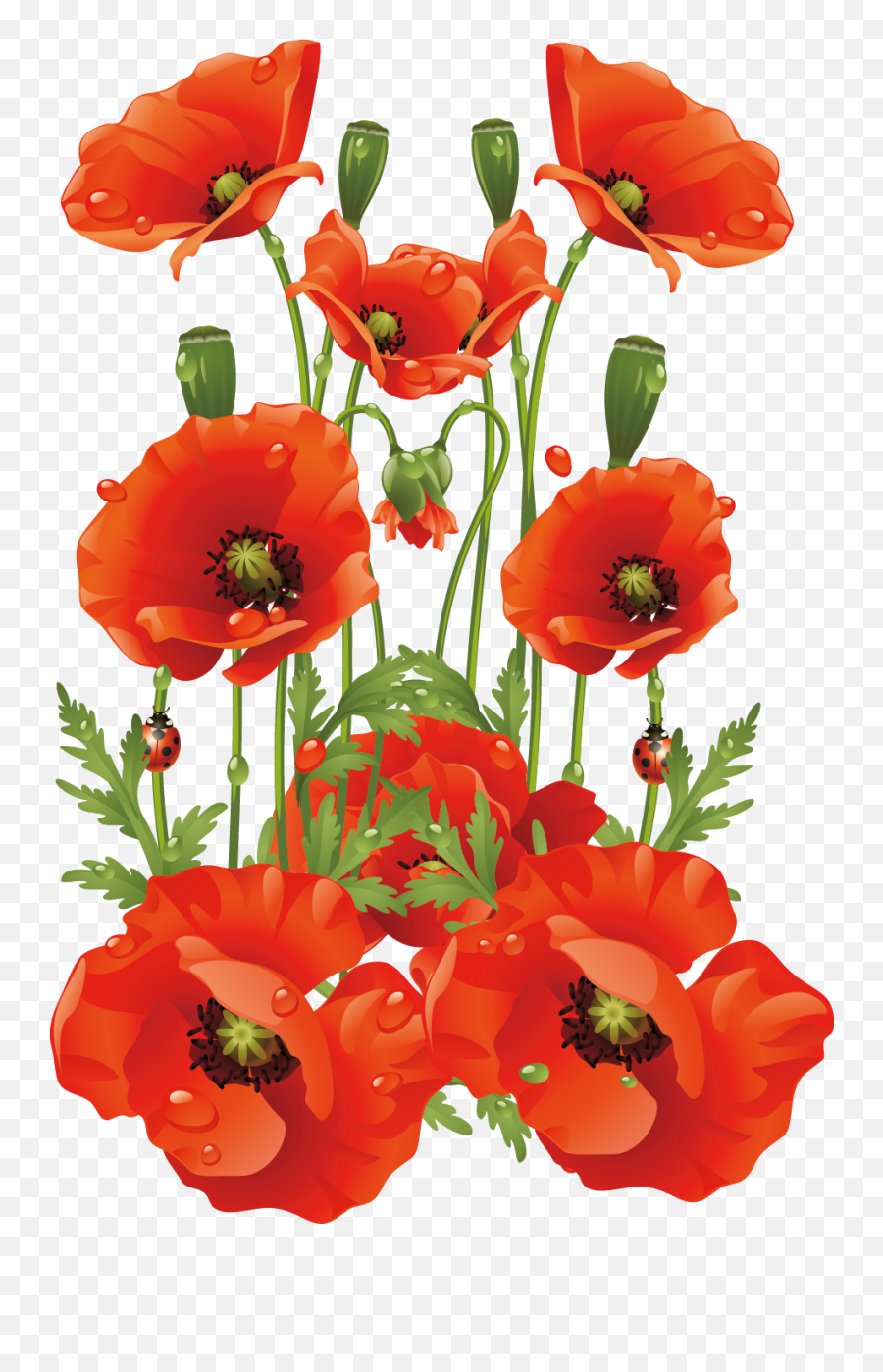 Common Poppy Flower California Poppy - California Poppy Emoji,Poppy Png