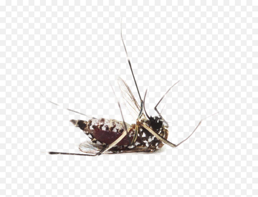 Mosquito Png Emoji,Mosquitoes Clipart