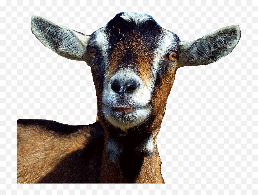 Goat Face Png Goat Png Face Emoji,Goat Png