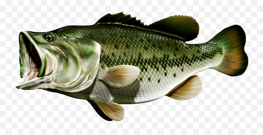 Bass Fish - Fish Png Meme Emoji,Bass Fish Clipart