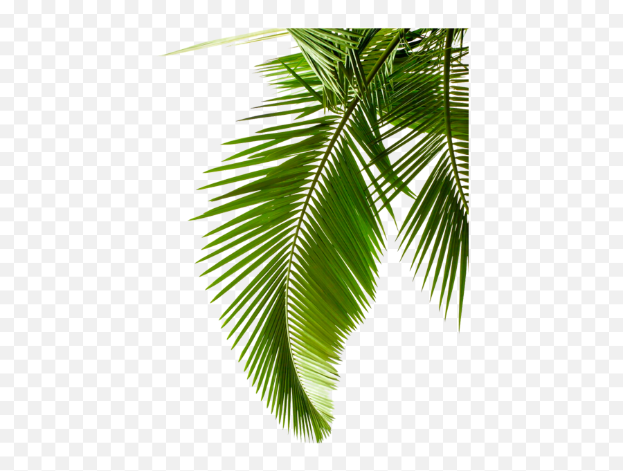 Sago Palm Leaf Arecaceae Stock Photography Cycad - Green Transparent Palm Leaves Vector Emoji,Tropical Leaf Clipart