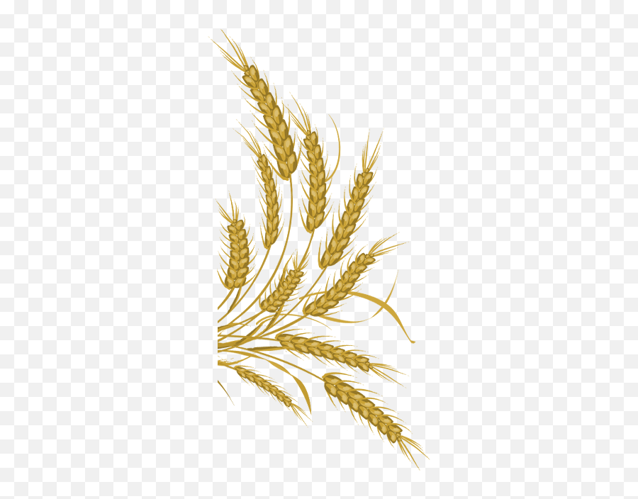 Download Wheat Png Download - Wheat Vector Free Download Png Khorasan Wheat Emoji,Wheat Png
