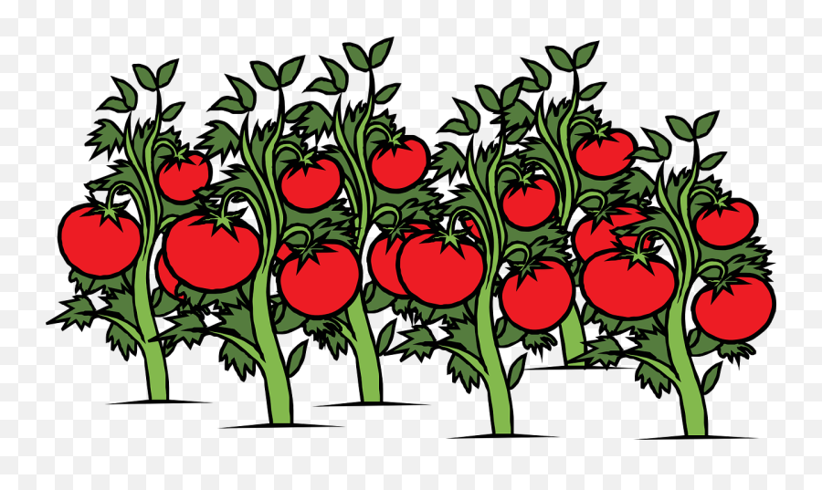 Library Of Tomatoes On The Vine Banner Freeuse Stock Png - Tomato Plant Clipart Png Emoji,Vine Clipart