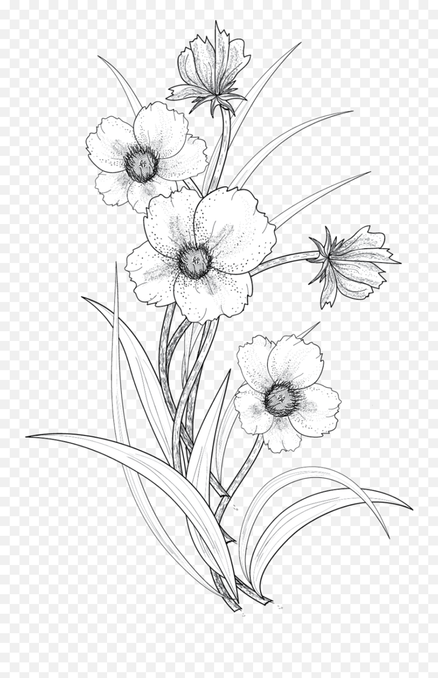 Flower Line Drawings Flower Drawing - Flower Drawing Png Emoji,Flower Drawing Png