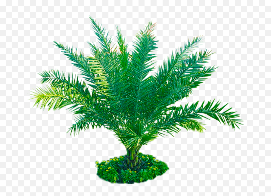 Download Free Download Palm Plant Png Image Transparent Emoji,Plants Transparent Background