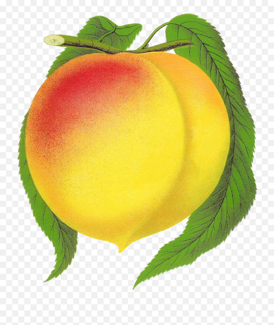 Free Fruit Peach Clipart Digital - Pinterest Emoji,Peach Clipart