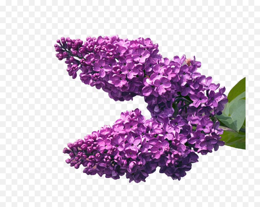 Lilac Blossom Flowers Watercolor Free Stock Photo - Public Emoji,Purple Watercolor Png