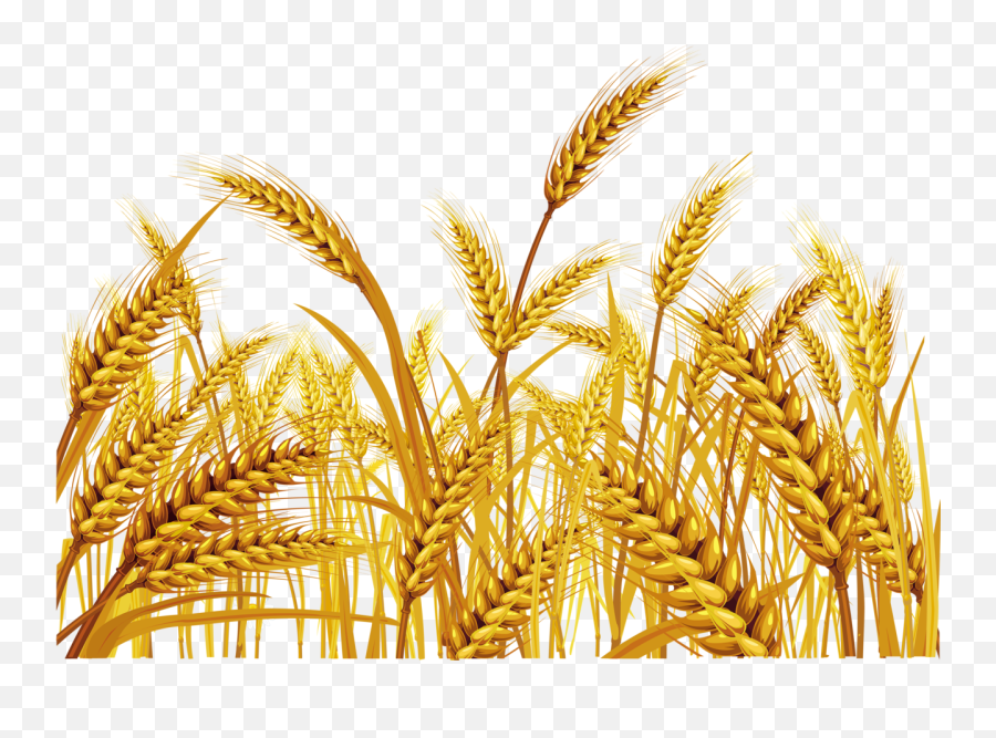 16 Taria Budaa Ideas Fields Of Gold Wheat Fields Farm Life Emoji,Wheat Stalk Clipart