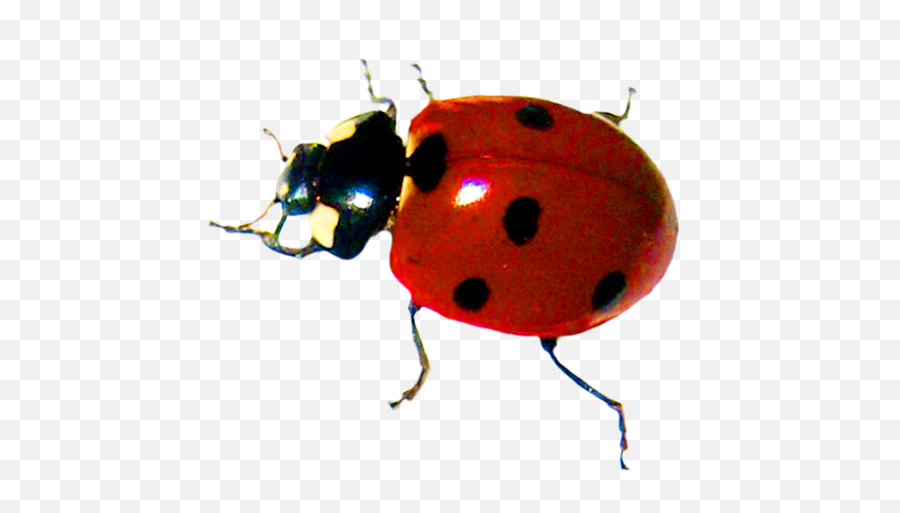 Ladybug Clipart Emoji,Ladybug Clipart Free