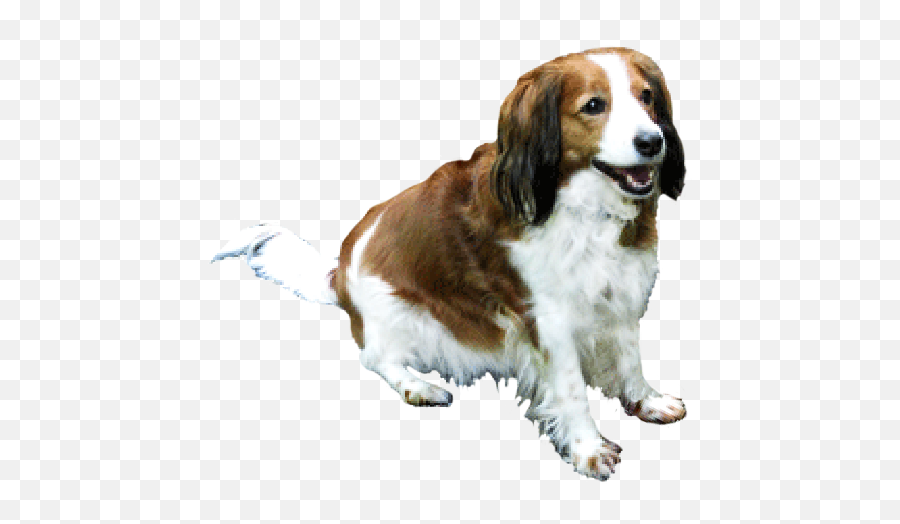 Dog Clip Art - Dog Cartoon Illustrations U0026 Sketches Brown And White Dog Transparent Emoji,Dog Png
