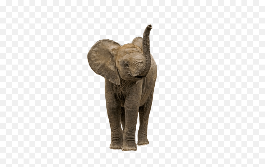 Small Elephant Transparent Png - Elephant Calf No Background Emoji,Elephant Png