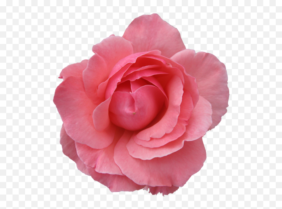 Flower Rose Wild Pink Transparent Free Images At Clkercom - Flower Transparent Background Emoji,Flower Transparent