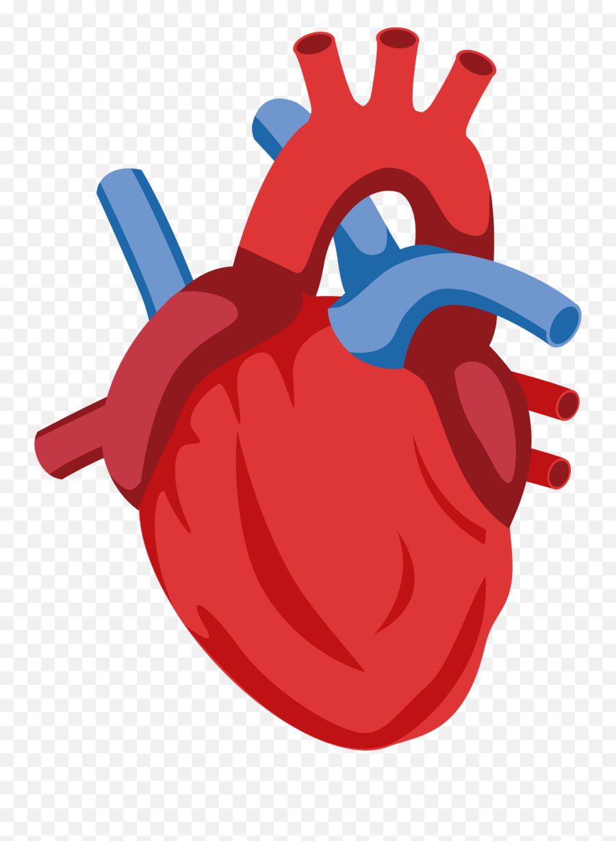 Human Heart Clipart - Transparent Anatomical Heart Clipart Emoji,Heart Clipart