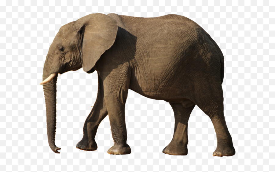 Download Elephant Png - Elephant Emoji,Elephant Png