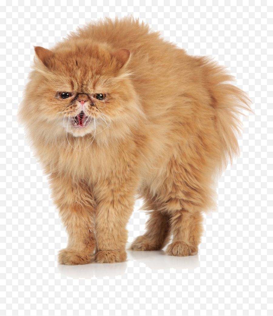 Angry Cat Transparent Background Png - Angry Cat Transparent Background Emoji,Cat Transparent