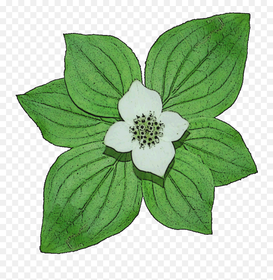 Catskills Archives - Eastern Outdoor Experiences Emoji,Dogwood Flower Clipart
