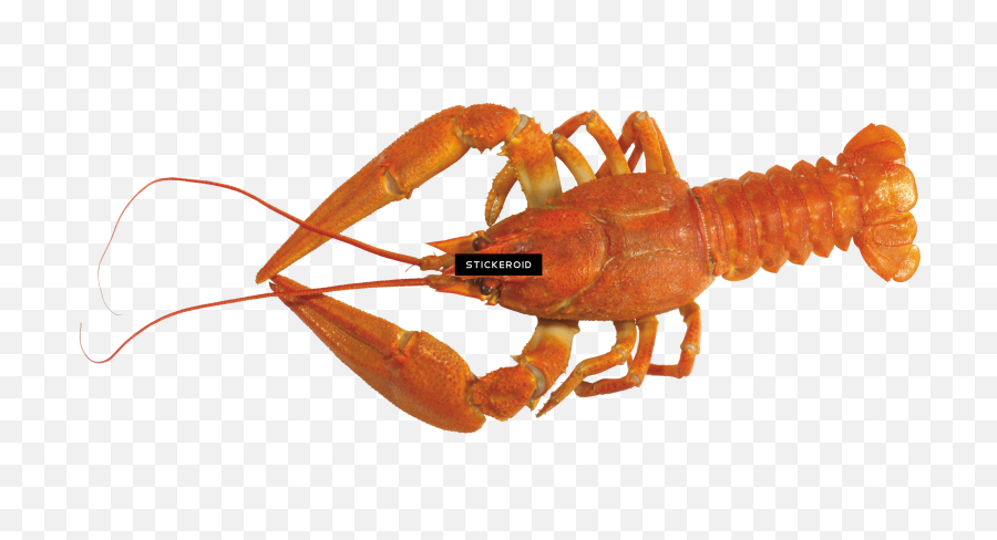 Download Lobster - American Lobster Full Size Png Image Emoji,Lobster Transparent Background