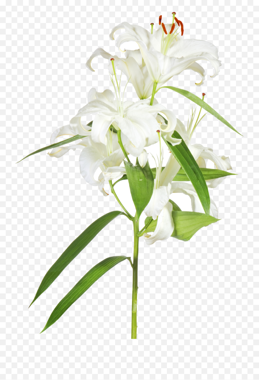 Easter Lilies Png - Easter Lilies Png Emoji,Easter Lily Clipart
