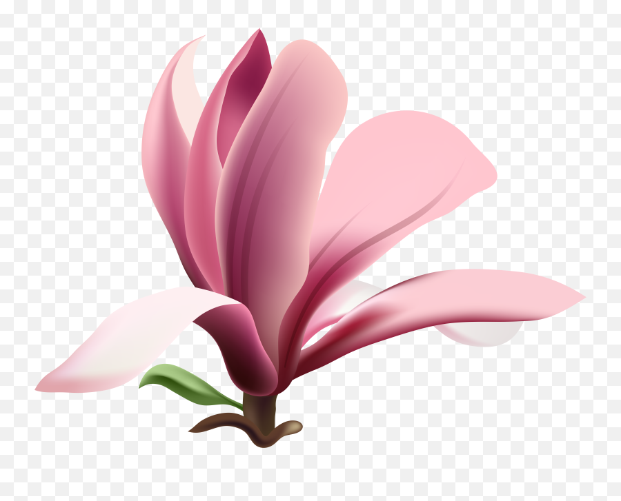 Download Free Pink Petal Magnolia Flower Heart Png Download Emoji,Pink Heart Png