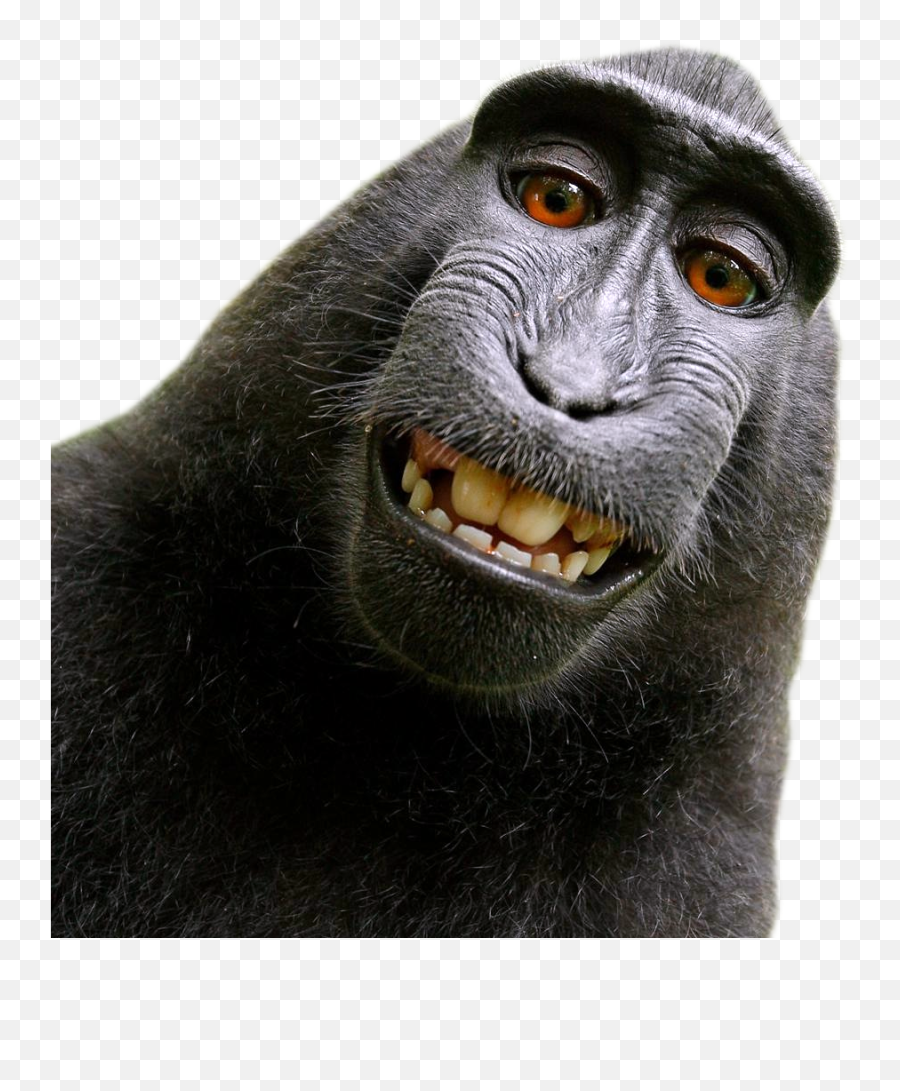 Download Monkey Free Png Transparent - Monke Transparent Emoji,Monkey Transparent Background