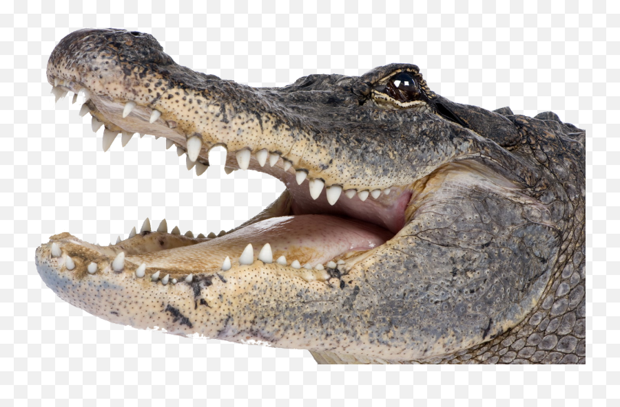 Free Crocodile Transparent Download Free Clip Art Free - Alligator With White Background Emoji,Alligator Clipart