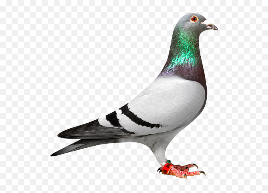 Pigeon Clipart - Massarella Pigeon Emoji,Pigeon Clipart