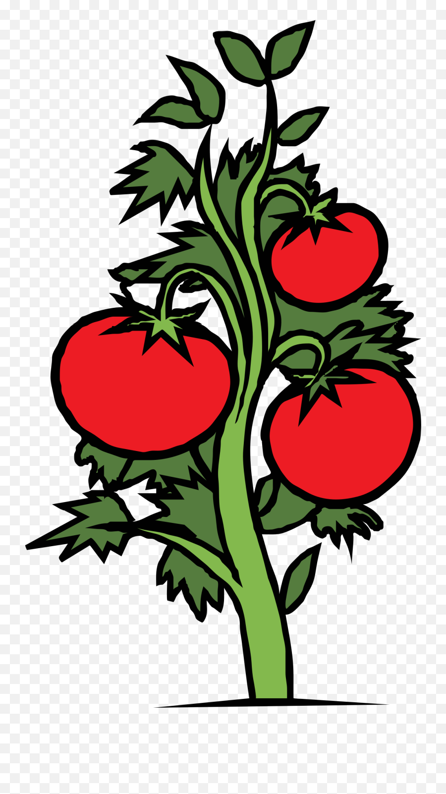Roots Clipart Tomato Plant - Tomato Plant Clipart Png Emoji,Roots Clipart