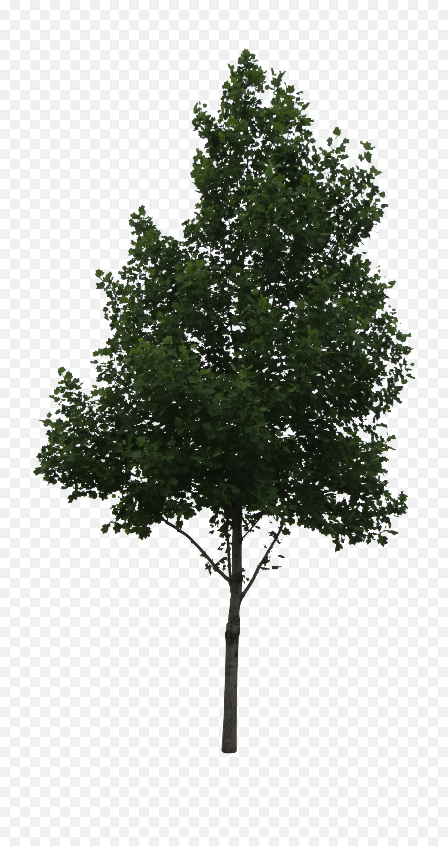 Download Aspen Tree Png Vector Download - Tree Cutout Png Alpha Emoji,Tree Png