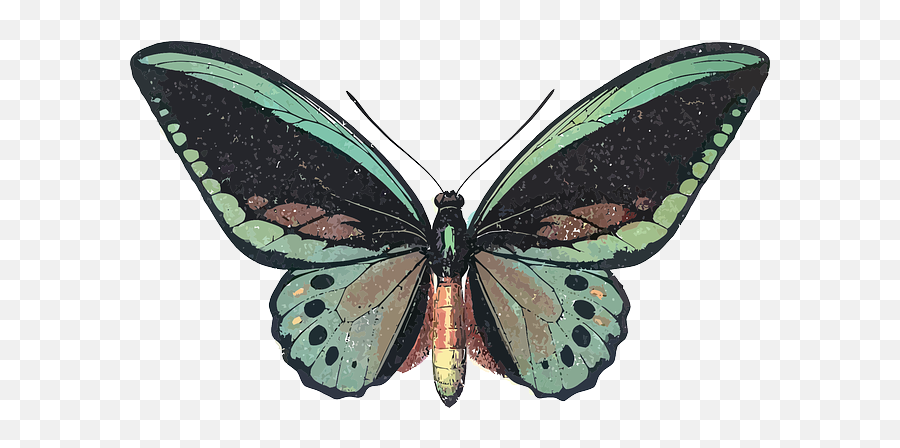 Return Of The Butterfly From Fleur With Love - Queen Birdwing Vector Emoji,Return Clipart