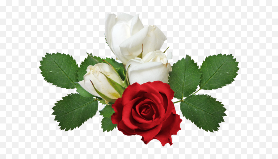 Rosa Vermelha Png Emoji,White Flowers Transparent Background