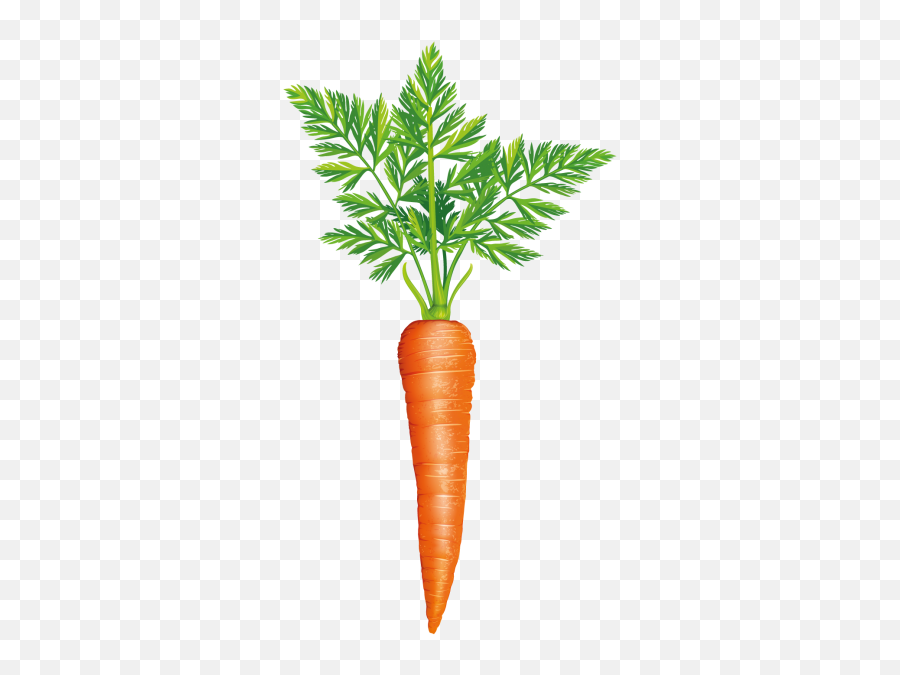 Carrot Png Transparent Image - Freepngdesigncom Emoji,Carrot Transparent