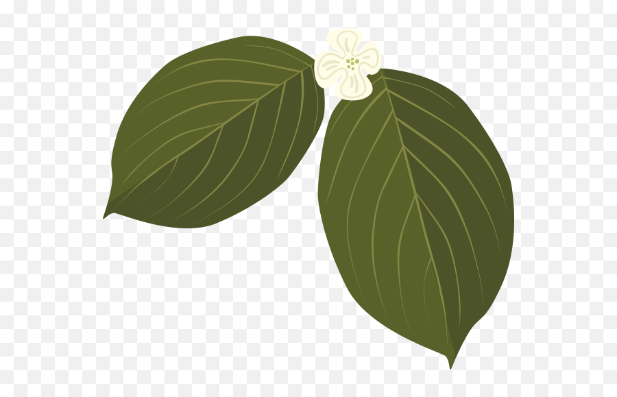 Leaf Id Emoji,Dogwood Flower Clipart