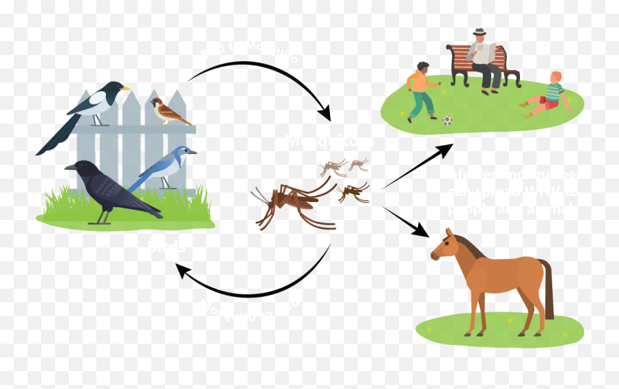 Westnilecagov California West Nile Virus Website Emoji,Mosquitoes Clipart