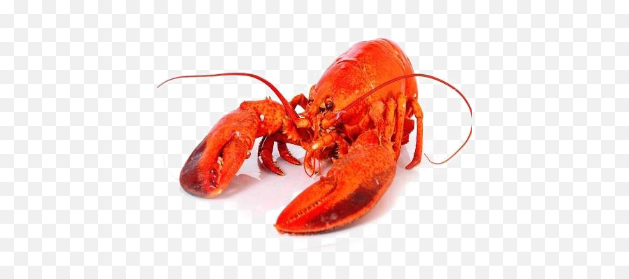 Download Hd Lobster Png Background Image - Lobster Emoji,Lobster Transparent Background