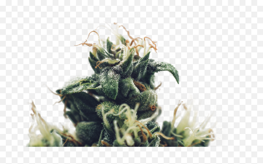 Marijuana Store San Francisco Ca Marijuana Delivery San - Rarest Strain Of Weed Emoji,Weed Leaf Png