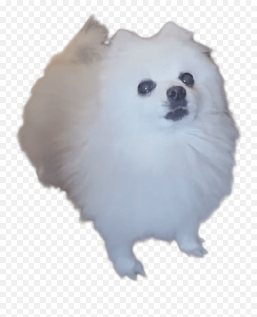 Doge Meme Face Transparent 3 Emoji,Doge Transparent