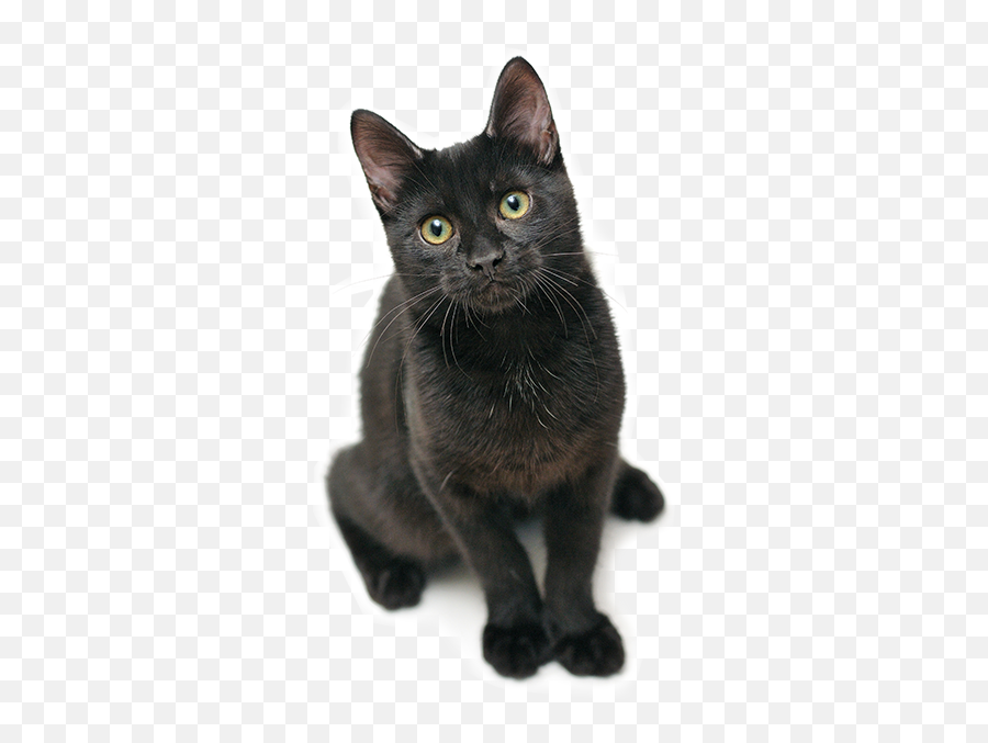 Adopt A Country Kitty - Black Cat Emoji,Black Cat Png