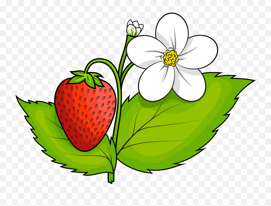 Strawberry Plant Clipart Free Download Transparent Png - Transparent Strawberry Plant Clipart Emoji,Plant Clipart