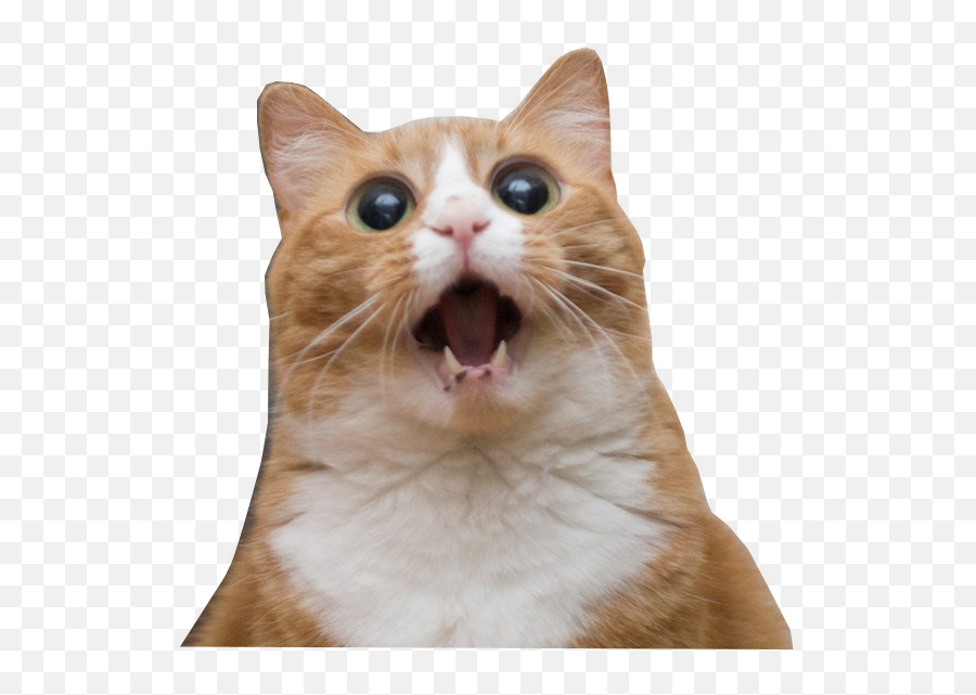 Screaming Cat Transparent Background - Funny Cat Faces Emoji,Cat Transparent