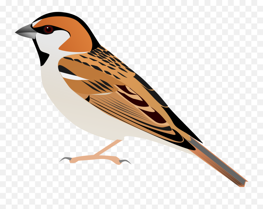 Filesaxaulsparrowsvg - Wikimedia Commons Emoji,Sparrow Clipart
