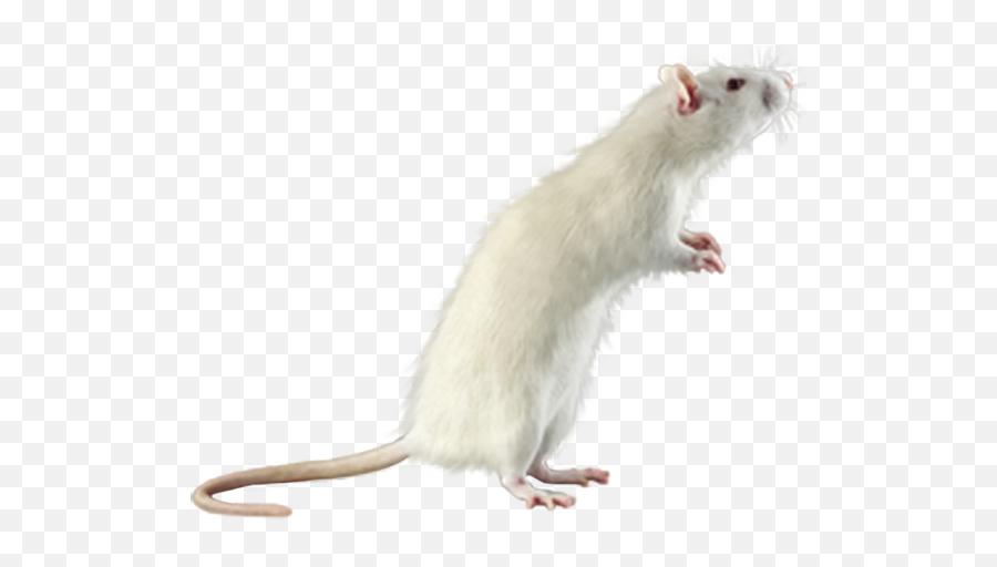 Download Hd Rat Mouse White Png - Transparent White Rat Png Emoji,Rat Transparent Background