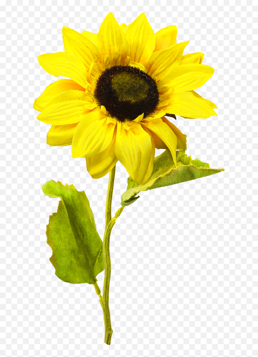 Sunflower Png Image Sunflower Png Sunflower Planting - Transparent Background Sunflower Png Hd Emoji,Sunflowers Png